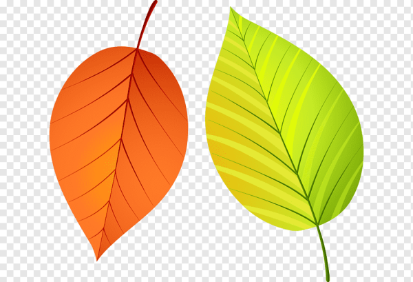 Листочки деревьев