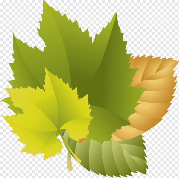 Листочки клипарт на прозрачном фоне