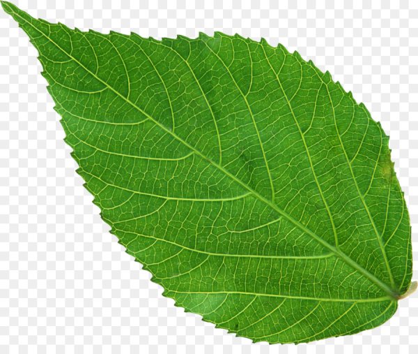 Листок дерева