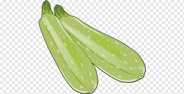 Кабачок вектор