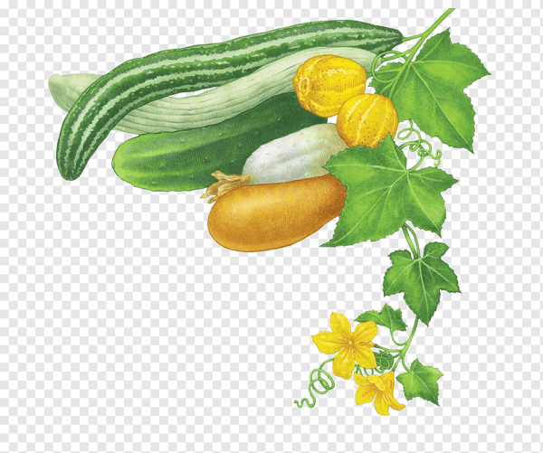 Кабачок мультяшный