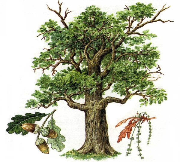 Дуб на прозрачном фоне