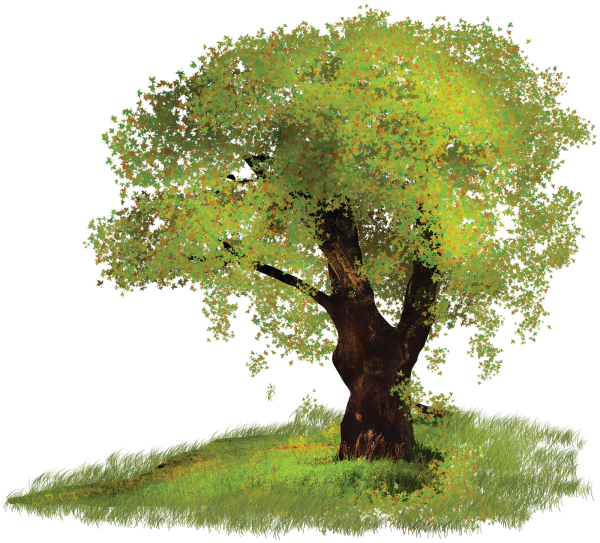 Дерево дуб на прозрачном фоне