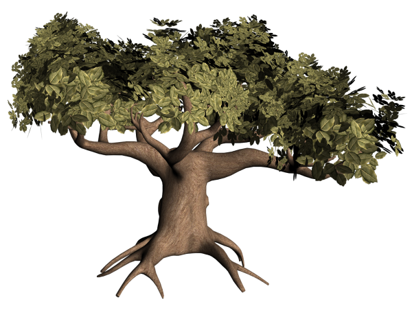 Дерево дуб без фона
