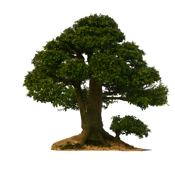 Дуб на белом фоне