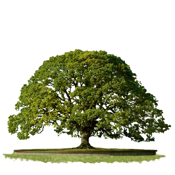 Дерево зеленое