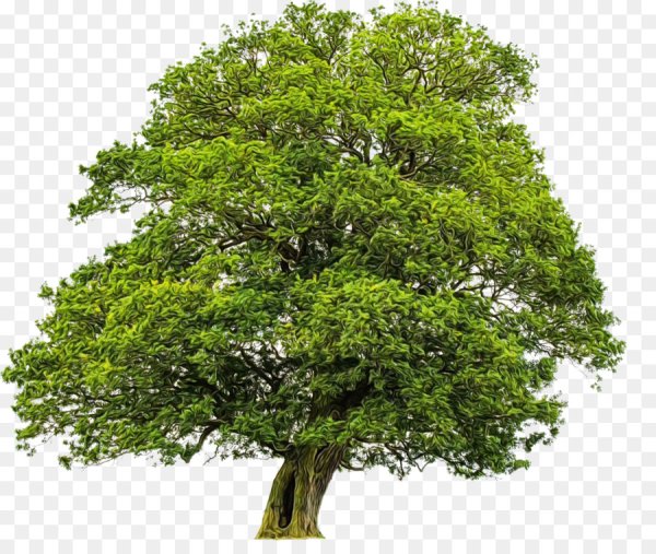 Дерево на прозрачном фоне