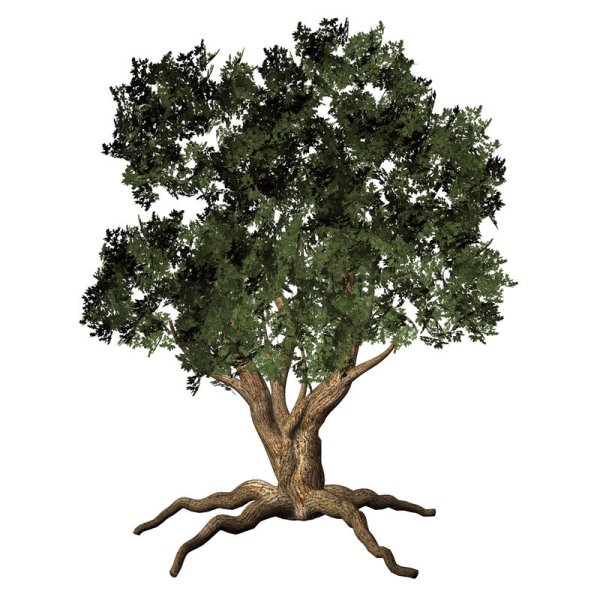 Дуб на прозрачном фоне