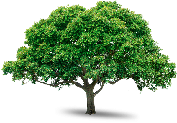 Красивое дерево