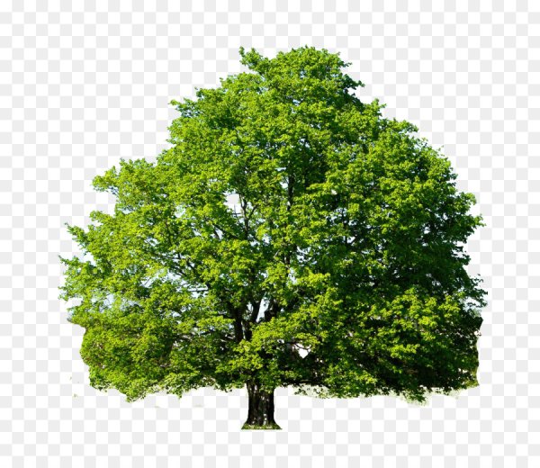 Дуб на белом фоне