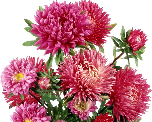 Хризантема Гамильтон