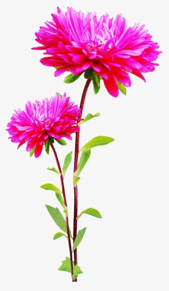 Астра обыкновенная