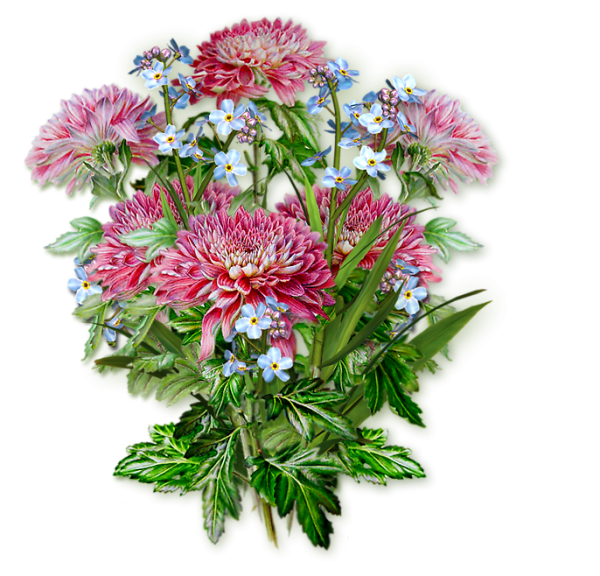 Астра на белом фоне