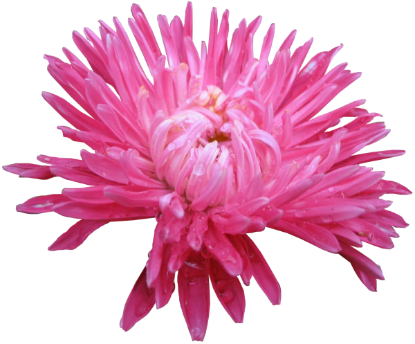 Хризантема на белом фоне