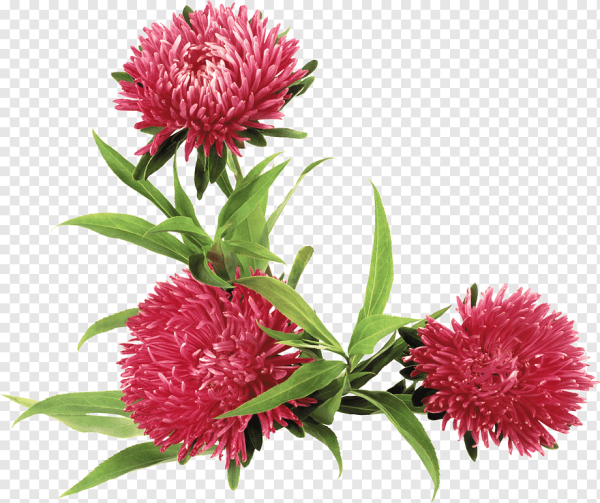 Цветок Астра.