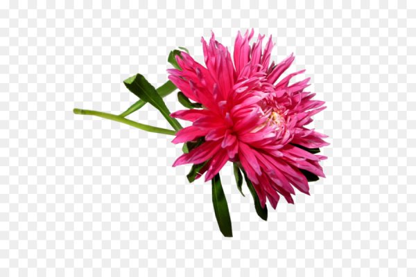 Астры на прозрачном фоне