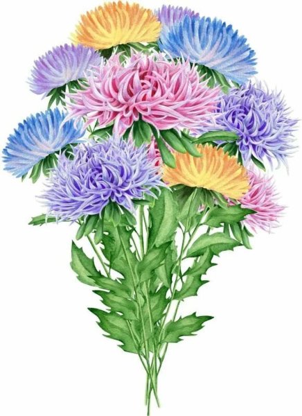 Астра на белом фоне