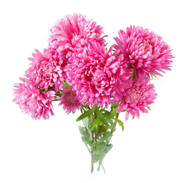 Астра на белом фоне