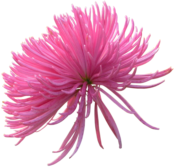 Астра «спрайт»