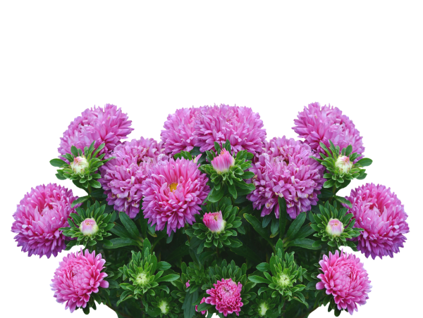 Астра сиреневая куст