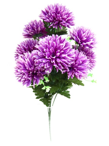 Астра обыкновенная