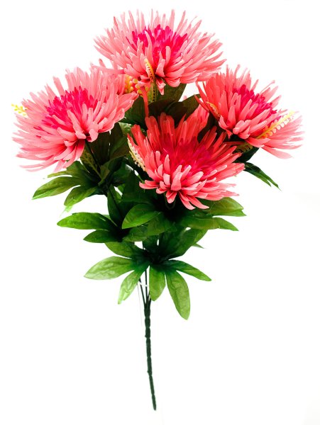 Астры для детей детского сада