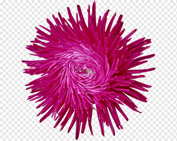 Хризантема игольчатая фиолетовая