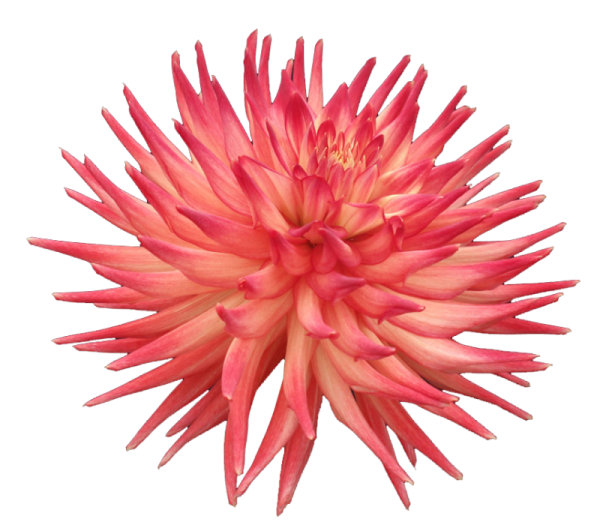 Георгины на прозрачном фоне