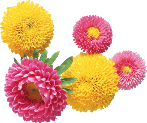 Астра на белом фоне