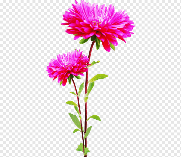 Астра игольчатая со стеблем