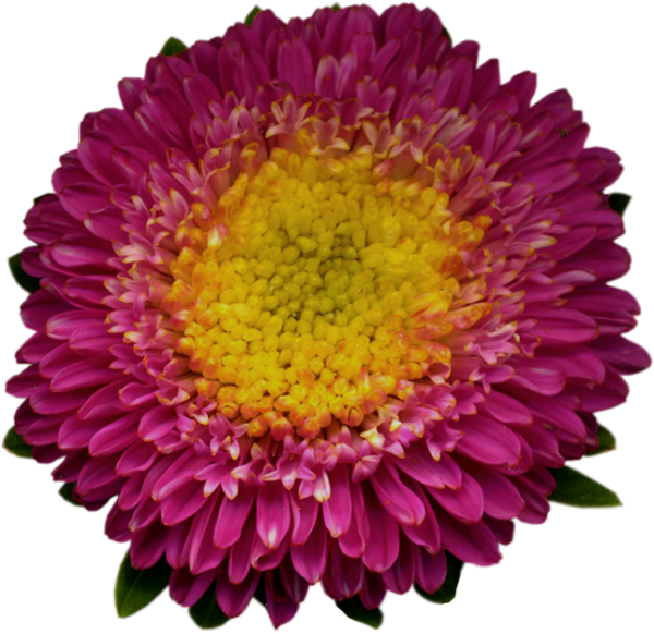 Астры на прозрачном фоне