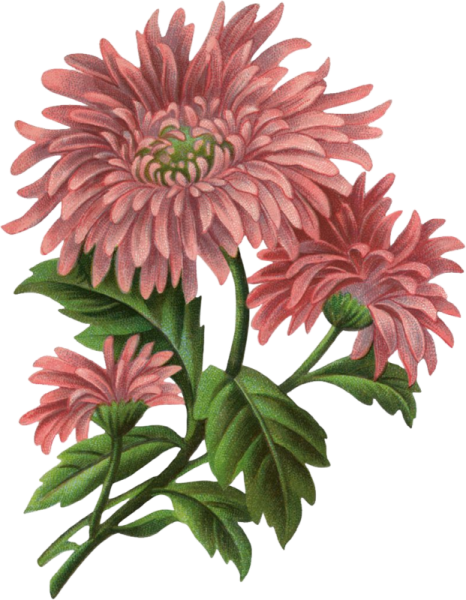 Цветы Chrysanthemum Annual