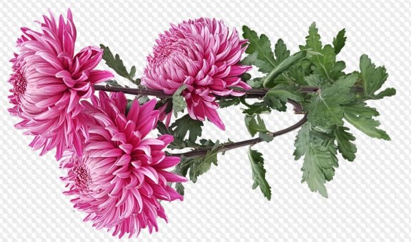 Хризантема Садовая ветка