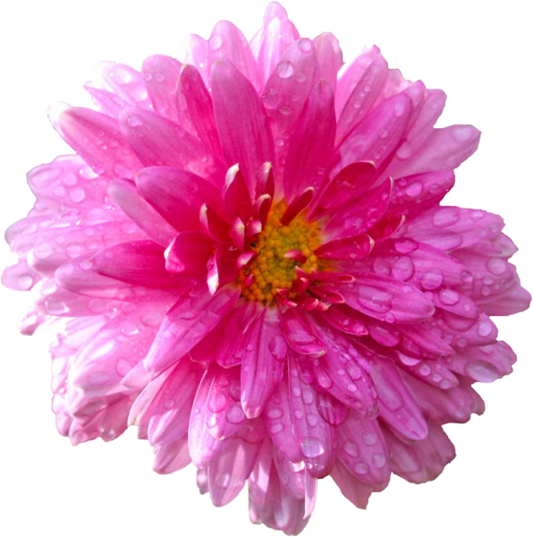 Розовые хризантемы на белом фоне