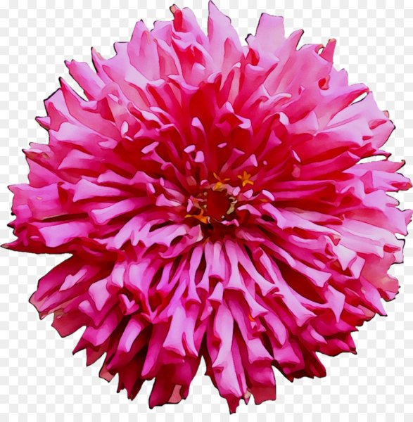 Цветы сверху