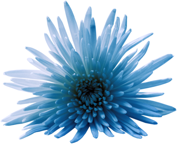 Астры на прозрачном фоне