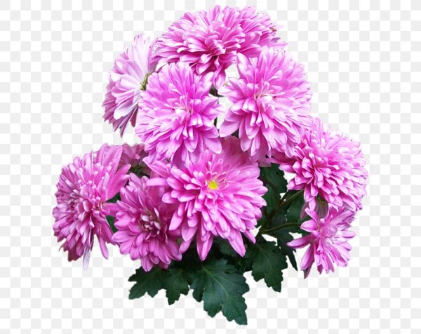 Хризантема сиреневая Пуговка