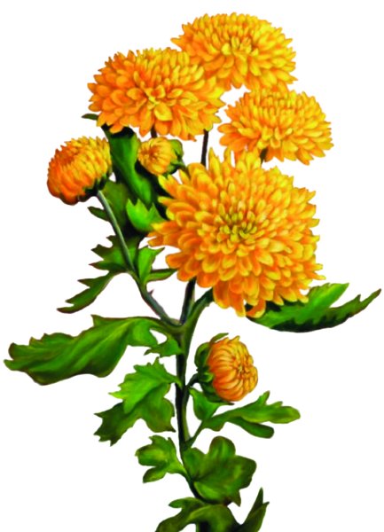 Хризантема на белом фоне