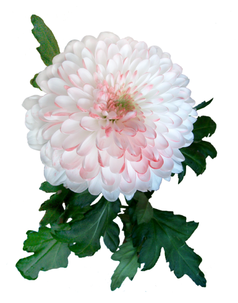 Хризантема одноголовая пионовидная