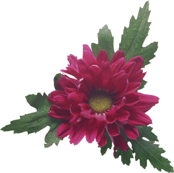 Хризантема на белом фоне