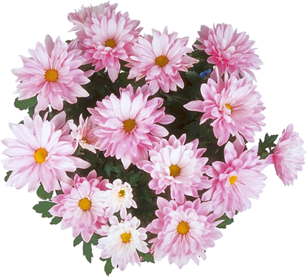 Хризантема Энби Вединг Пинк