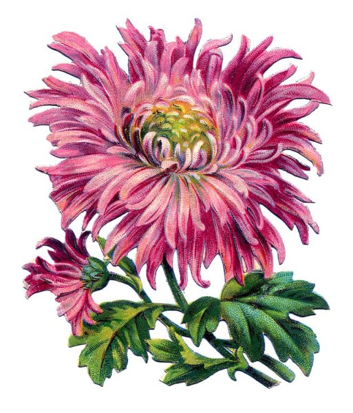 Хризантема Лотос