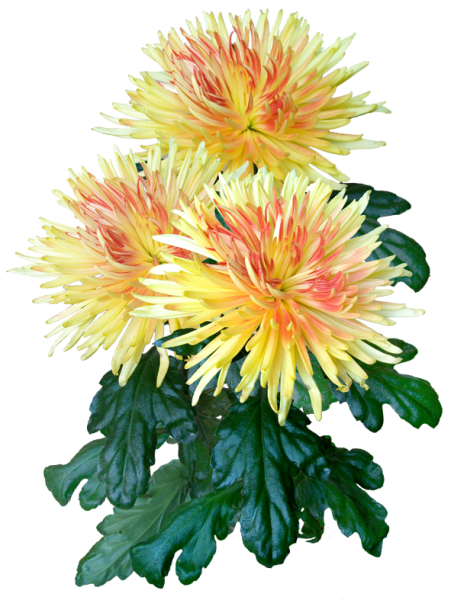 Хризантема на белом фоне