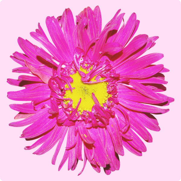 Астра на белом фоне