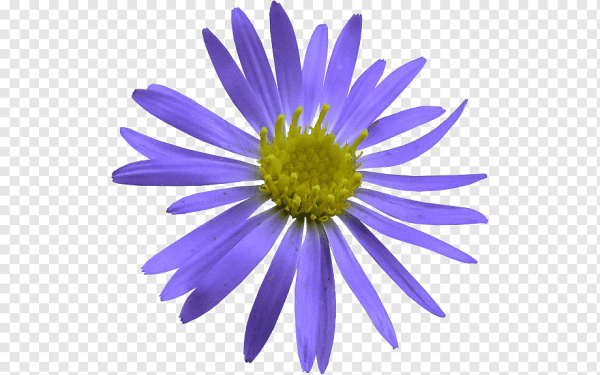 Цветок Астра.