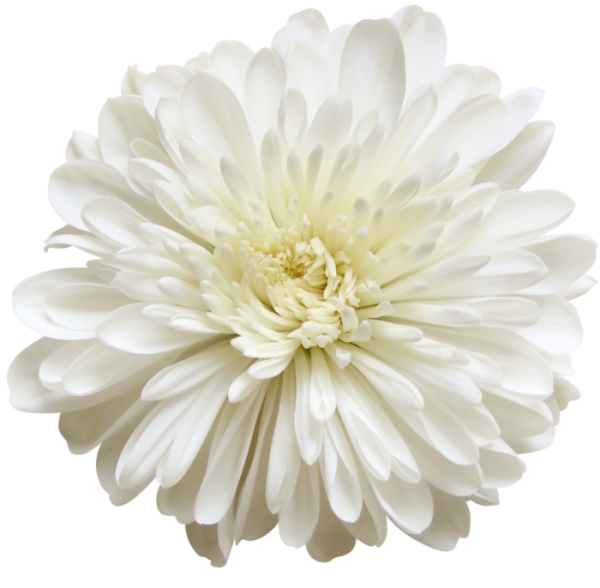 Пышные цветы на белом фоне