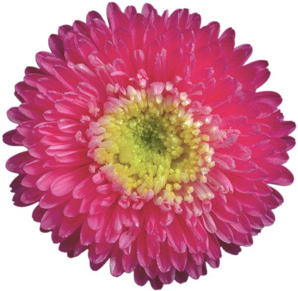 Астра на белом фоне