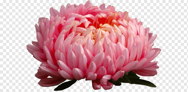 Астры на прозрачном фоне