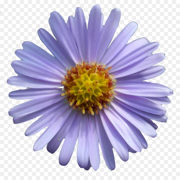 Астра цветок на белом фоне