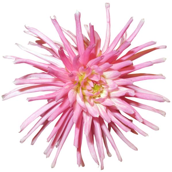 Астра на белом фоне